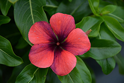 Tattoo Papaya Vinca (Catharanthus roseus 'PAS1192834') at Lakeshore Garden Centres