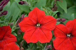 Easy Wave Red Petunia (Petunia 'Easy Wave Red') at A Very Successful Garden Center