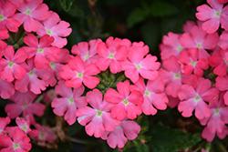 Firehouse Pink Verbena (Verbena 'Balfireinkim') at Lakeshore Garden Centres