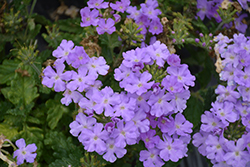 Firehouse Lavender Verbena (Verbena 'Balfirelav') at Lakeshore Garden Centres