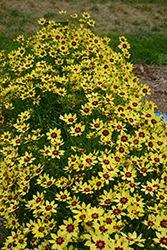 Electric Sunshine Tickseed (Coreopsis 'Electric Sunshine') at Lakeshore Garden Centres