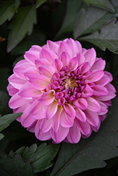 City Lights Lavender Pink Dahlia (Dahlia 'KLEDH18127') at Lakeshore Garden Centres