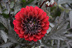 City Lights Purple Dahlia (Dahlia 'KLEDH18119') at Lakeshore Garden Centres