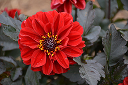 City Lights Red Dahlia (Dahlia 'City Lights Red') at Lakeshore Garden Centres
