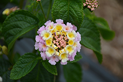Lucky Lavender Lantana (Lantana camara 'Baluclav') at Lakeshore Garden Centres