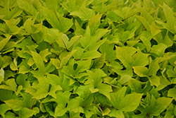 SolarPower Lime Heart Sweet Potato Vine (Ipomoea batatas 'Balsolalimart') at Lakeshore Garden Centres