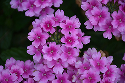 EnduraScape Pink Bicolor Verbena (Verbena 'Balendpibi') at Golden Acre Home & Garden