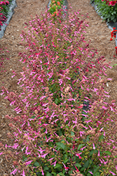 Skyscraper Pink Salvia (Salvia 'HYBSV16017') at Lakeshore Garden Centres
