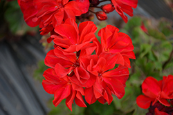 Super Moon Red Geranium (Pelargonium 'KLEPZ17484') at Lakeshore Garden Centres
