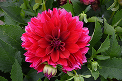 Labella Maggiore Purple Dahlia (Dahlia 'Labella Maggiore Purple') at Lakeshore Garden Centres