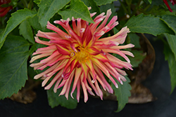 Labella Maggiore Fire Dahlia (Dahlia 'Labella Maggiore Fire') at Lakeshore Garden Centres