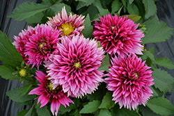 Labella Maggiore Deep Rose Dahlia (Dahlia 'Labella Maggiore Deep Rose') at Lakeshore Garden Centres