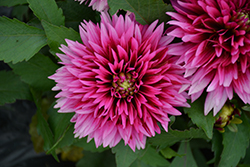 Labella Maggiore Deep Rose Dahlia (Dahlia 'Labella Maggiore Deep Rose') at Lakeshore Garden Centres