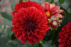 Labella Grande Red Dahlia (Dahlia 'Labella Grande Red') at Lakeshore Garden Centres