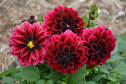 Labella Grande Magenta Dahlia (Dahlia 'Labella Grande Magenta') at Lakeshore Garden Centres