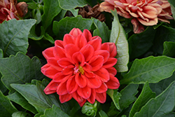 Labella Grande Deep Orange Dahlia (Dahlia 'Labella Grande Deep Orange') at Lakeshore Garden Centres