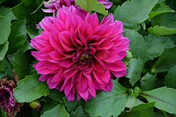 Labella Grande Dark Pink Dahlia (Dahlia 'Labella Grande Dark Pink') at Lakeshore Garden Centres