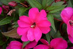 SunStanding Apollo Purple Impatiens (Impatiens 'SunStanding Apollo Purple') at Lakeshore Garden Centres