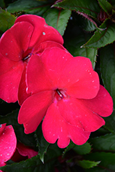 SunStanding Apollo Ruby Red Impatiens (Impatiens 'SunStanding Apollo Ruby Red') at Lakeshore Garden Centres