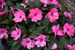 SunStanding Rose Aurora Impatiens (Impatiens 'SunStanding Rose Aurora') at Lakeshore Garden Centres