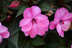 SunStanding Rose Aurora Impatiens (Impatiens 'SunStanding Rose Aurora') at Lakeshore Garden Centres