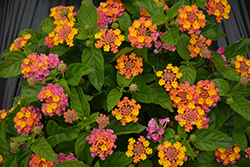 Havana Sunset Lantana (Lantana 'Havana Sunset') at Lakeshore Garden Centres