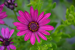 Sunny Mary African Daisy (Osteospermum 'Sunny Mary') at Lakeshore Garden Centres