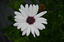 Sunny Carlos African Daisy (Osteospermum 'Sunny Carlos') at Lakeshore Garden Centres