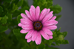 Sunny Atilla African Daisy (Osteospermum 'Sunny Atilla') at Lakeshore Garden Centres