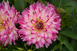 Labella Maggiore Rose Bicolor Dahlia (Dahlia 'Labella Maggiore Rose Bicolor') at Lakeshore Garden Centres
