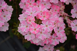 Voodoo Candy Star Verbena (Verbena 'Voodoo Candy Star') at Lakeshore Garden Centres