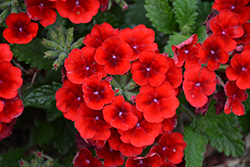 Empress Sun Red Verbena (Verbena 'Empress Sun Red') at Lakeshore Garden Centres