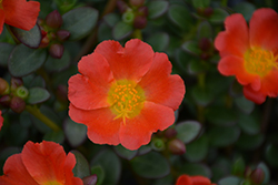 Cupcake Upright Orange Zest Portulaca (Portulaca grandiflora 'Cupcake Upright Orange Zest') at Lakeshore Garden Centres