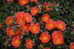 Cupcake Upright Orange Zest Portulaca (Portulaca grandiflora 'Cupcake Upright Orange Zest') at Lakeshore Garden Centres