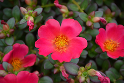 Cupcake Upright Magenta Portulaca (Portulaca grandiflora 'Cupcake Upright Magenta') at Lakeshore Garden Centres