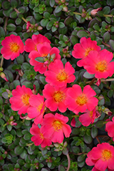 Cupcake Upright Magenta Portulaca (Portulaca grandiflora 'Cupcake Upright Magenta') at Lakeshore Garden Centres
