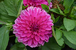 Hypnotica Pink Bicolor Dahlia (Dahlia 'Hypnotica Pink Bicolor') at Lakeshore Garden Centres