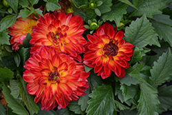 Hypnotica Tequila Sunrise Dahlia (Dahlia 'Hypnotica Tequila Sunrise') at Lakeshore Garden Centres