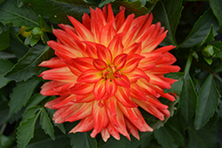 Hypnotica Icarus Dahlia (Dahlia 'Hypnotica Icarus') at Lakeshore Garden Centres