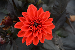 Temptation Orange Dahlia (Dahlia 'Temptation Orange') at Lakeshore Garden Centres