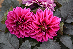 Temptation Purple Dahlia (Dahlia 'Temptation Purple') at Lakeshore Garden Centres