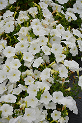 Success! White Petunia (Petunia 'Success! White') at Lakeshore Garden Centres