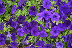 Success! Blue Petunia (Petunia 'Success! Blue') at Lakeshore Garden Centres