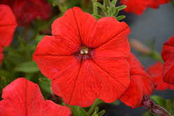 Success! Red Petunia (Petunia 'Success! Red') at Lakeshore Garden Centres