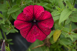 Success! Burgundy Petunia (Petunia 'Success! Burgundy') at Lakeshore Garden Centres