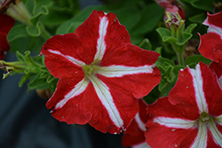 Success! 360 Red Star Petunia (Petunia 'Success! 360 Red Star') at Lakeshore Garden Centres