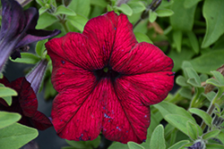 Success! 360 Burgundy Petunia (Petunia 'Success! 360 Burgundy') at Lakeshore Garden Centres