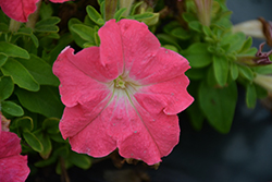 Success! HD Salmon Morn Petunia (Petunia 'Success! HD Salmon Morn') at Lakeshore Garden Centres