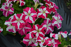 Success! HD Rose Star Petunia (Petunia 'Success! HD Rose Star') at Lakeshore Garden Centres