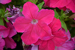 Success! HD Pink Petunia (Petunia 'Success! HD Pink') at Lakeshore Garden Centres
